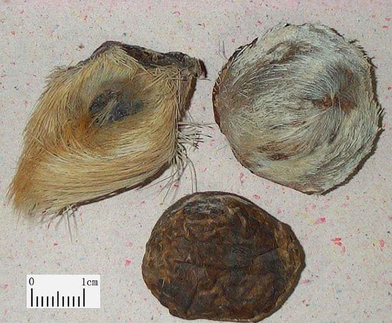 钓鱼用的麝香酒是真的假的,钓鱼用的麝香酒跟普通酒有区别吗