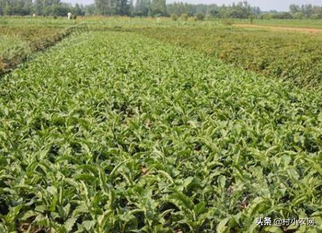 农村创业种植什么药材最好,农村创业做什么项目最好赚钱