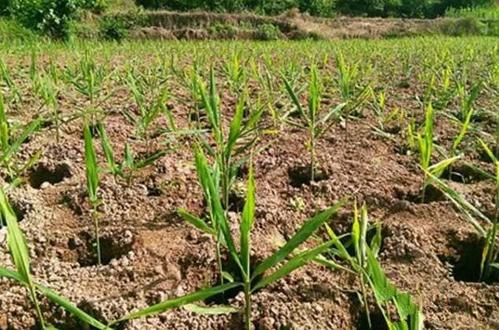 露天地膜栽培生姜出苗注意哪些,6米生姜大棚栽培技术视频教程