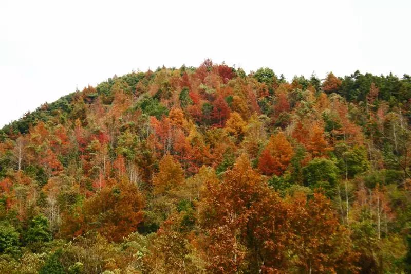 东莞周边11月份赏红叶好去处,东莞观音山看红叶攻略