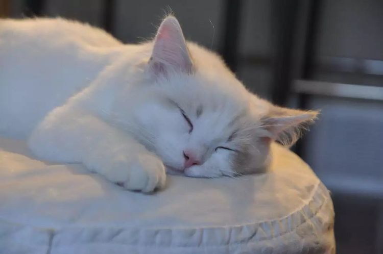 体型小的猫怀孕期间要注意什么,猫长胖只长肚子怎么办