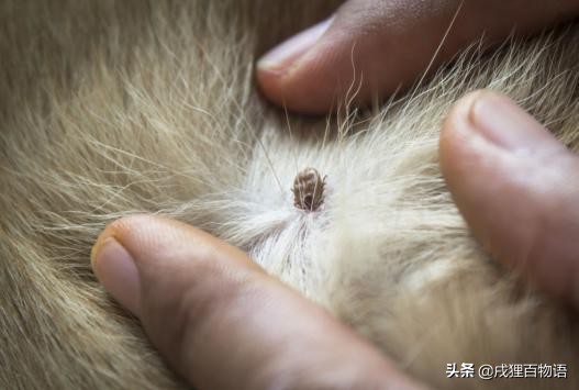 夏季炎热，狗狗便血而亡，元凶藏在这里！你家狗也会有