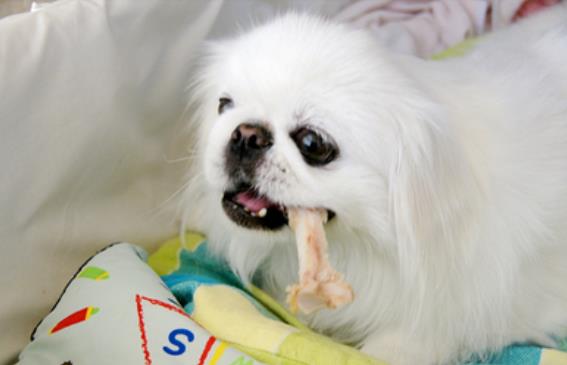 家里狗掉毛难闻是什么病,狗狗身体发臭什么原因