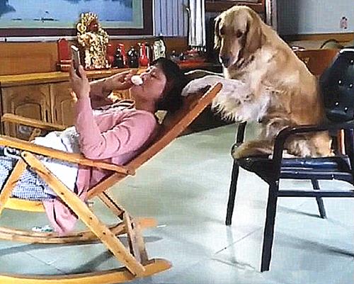 饲养金毛的6大“禁忌行为”,饲养金毛的注意事项