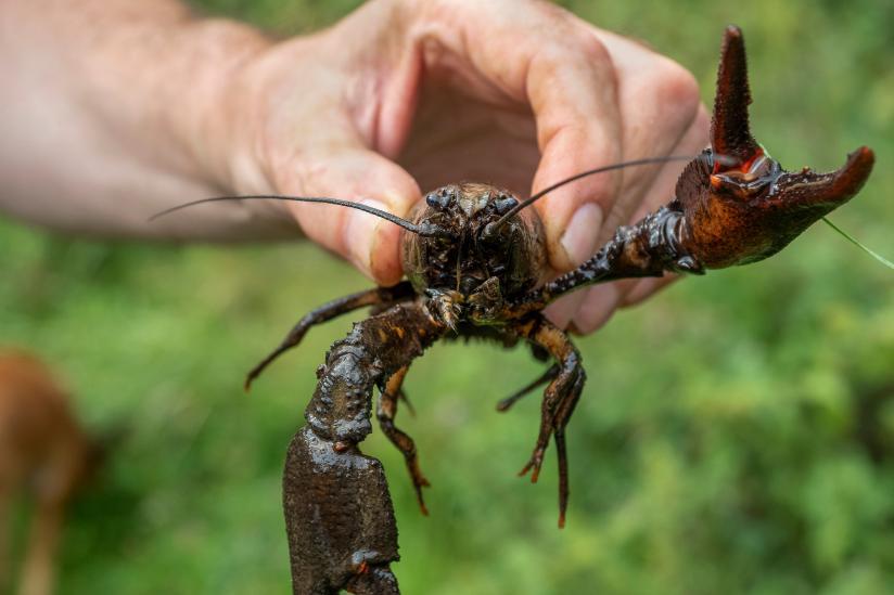 女子被鱼刺卡了喉咙,女子被鱼刺扎破