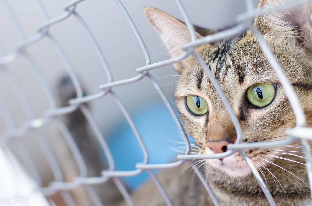 兽医专业养猫怎么样啊,兽医养狗视频教程