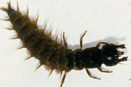 菜园里有白色的小飞虫,菜园里的神奇昆虫在哪里