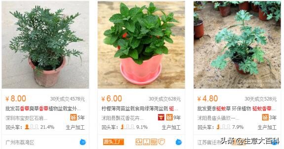 做什么生意本小利大？偏门小生意出售驱蚊香草赚钱