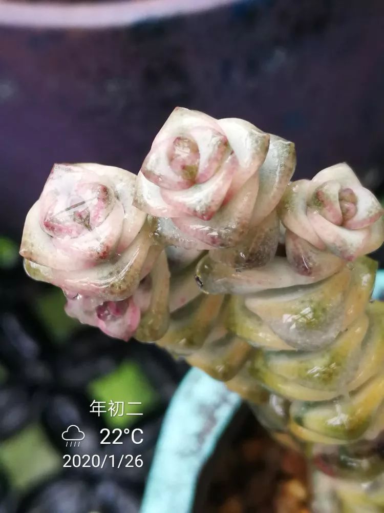 一杯清茶一道暖阳,一杯清茶温暖的时光