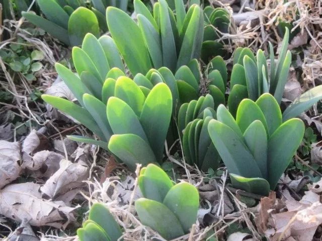 水仙花球怎么一直都不发芽,紫色水仙花怎么养
