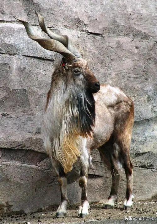 足球世界绿巨人,足球世界的绿巨人