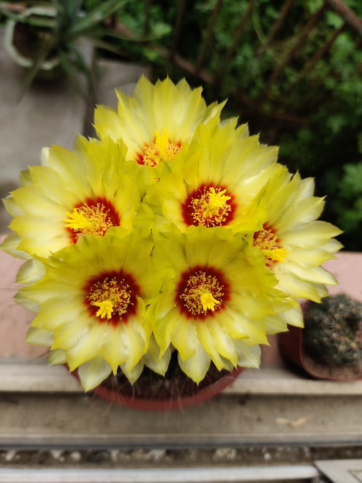 仙人球开花后保持时间长的方法,如何让仙人球开花更多一点