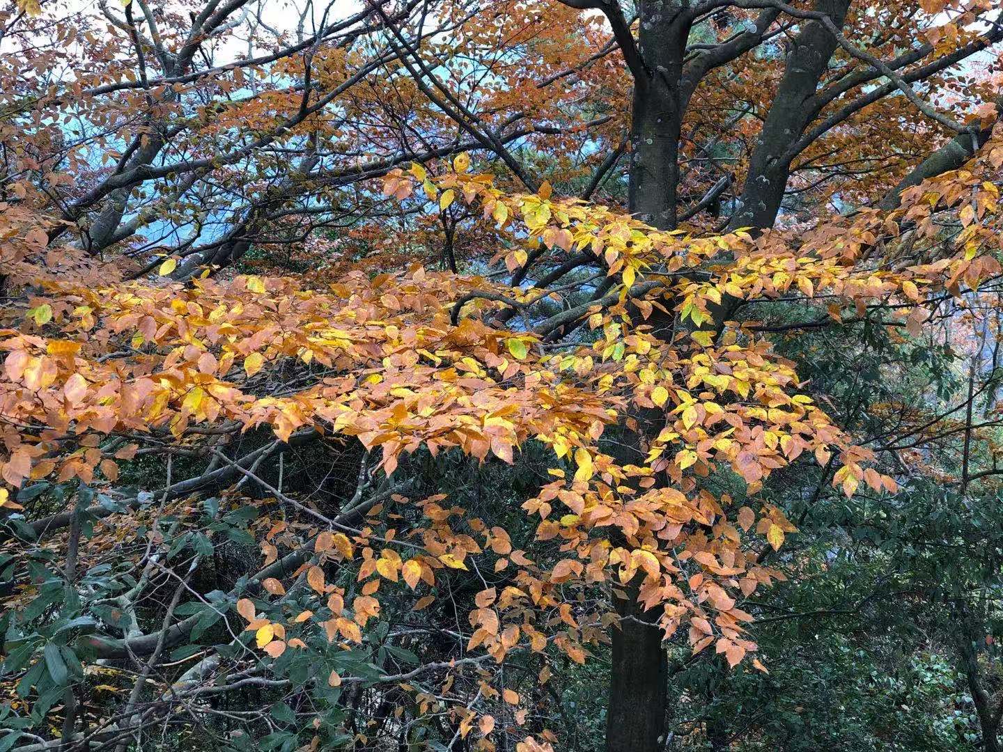 光雾山蜀门秦关,蜀门秦关到光雾山