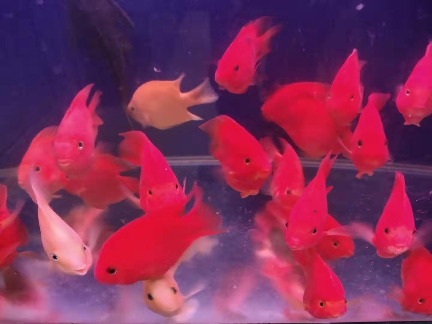 买观赏鱼最好买哪个鱼,买观赏鱼应该注意什么