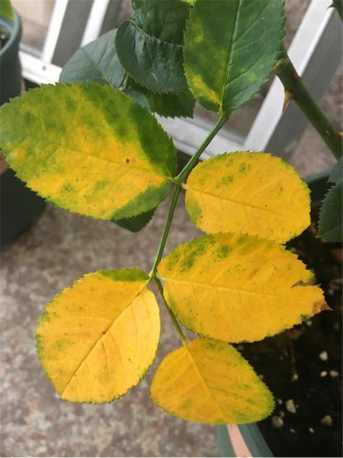 月季花黄叶怎么办？“3招”让它绿油油，变茂盛，花儿越开越多