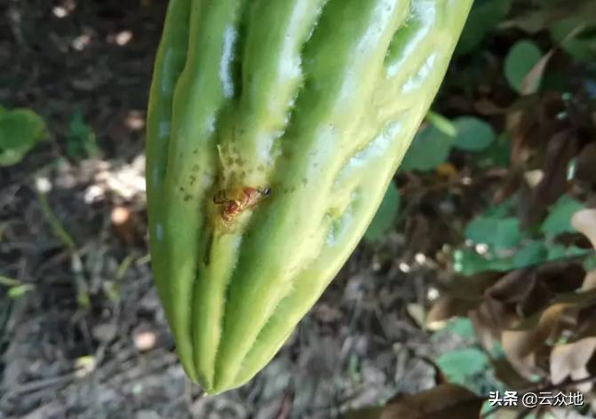 苦瓜肥害的症状及解救方法,苦瓜果实蝇防治