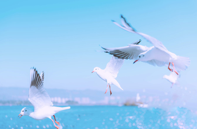 去云南旅游网上推荐的导游靠谱不,云南跟团导游成功避坑了吗