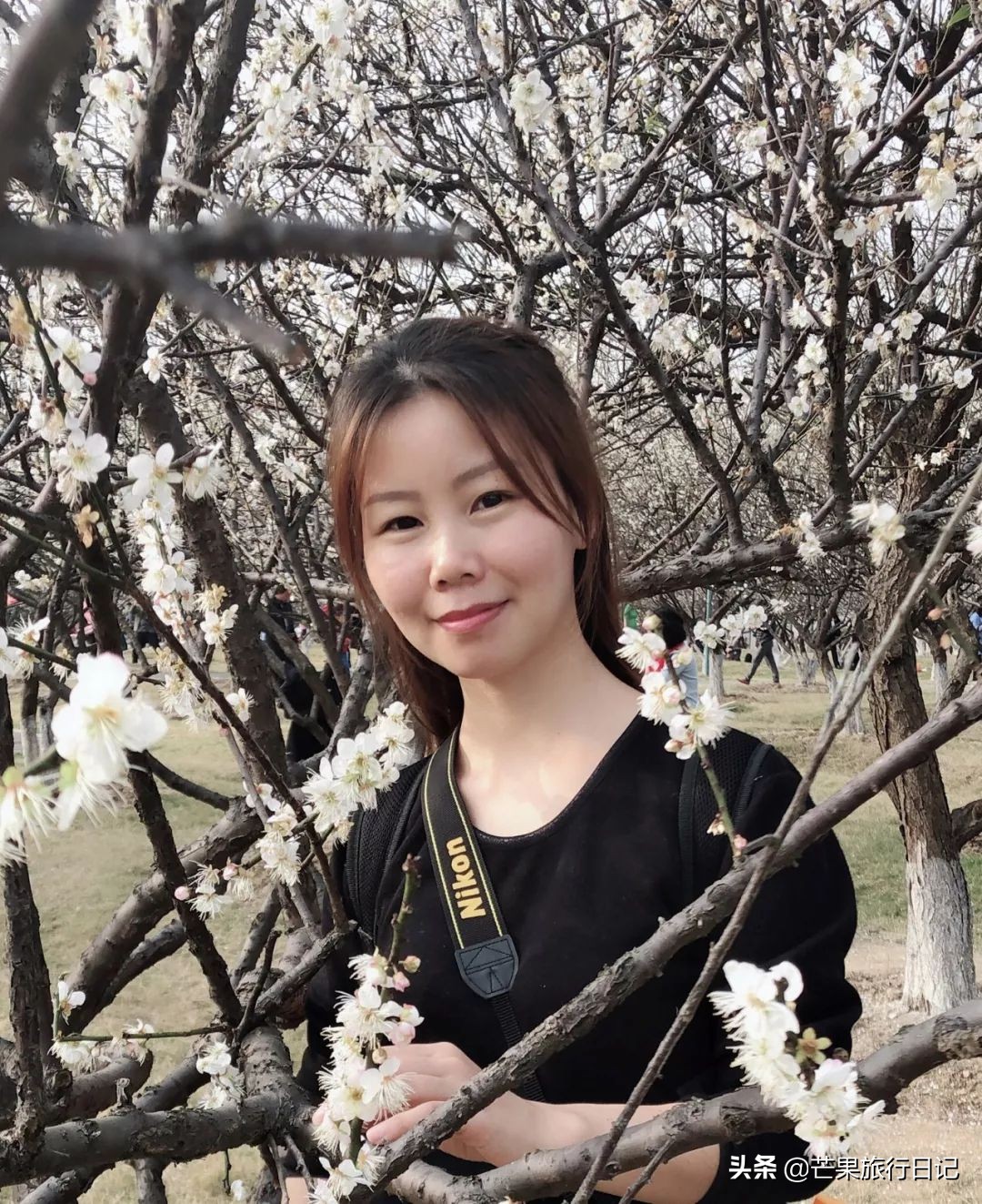 广州除了萝岗还有什么地方看梅花,广州萝岗还有梅花看吗