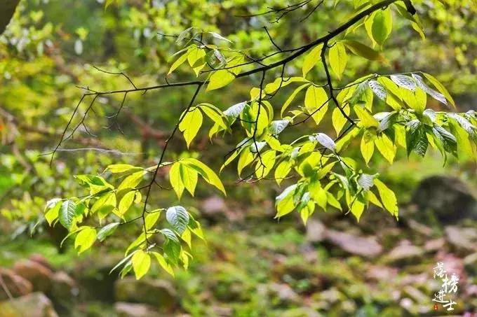 去张家界自助游攻略,张家界免门票自助游攻略图片真实