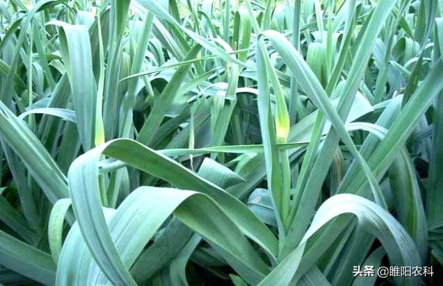 大蒜膨大增产的最佳方法,大蒜鳞茎膨大期是什么时间