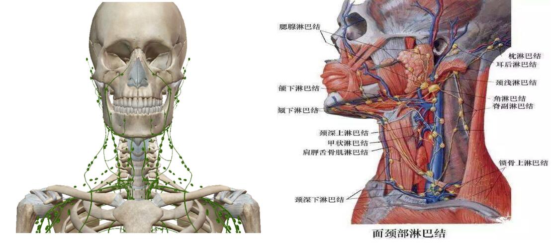 颈部淋巴结肿大要手术切除吗,颈部淋巴结肿大必须切除吗