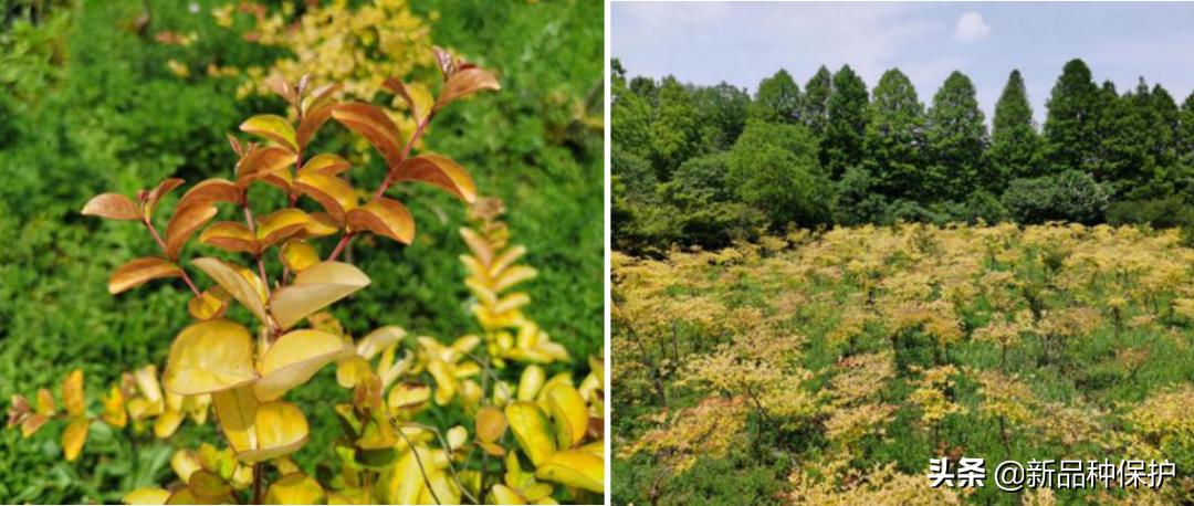 优良品种有哪些,最好的品种是哪一种