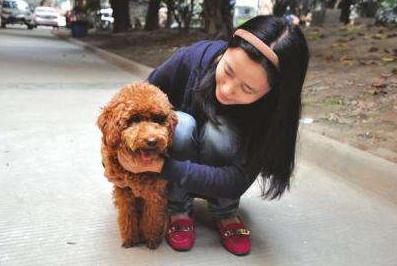 泰迪犬的五个毛病,泰迪犬的常见疾病表现