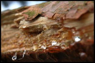 车漆表面的麻点是什么造成的,车漆麻点生锈
