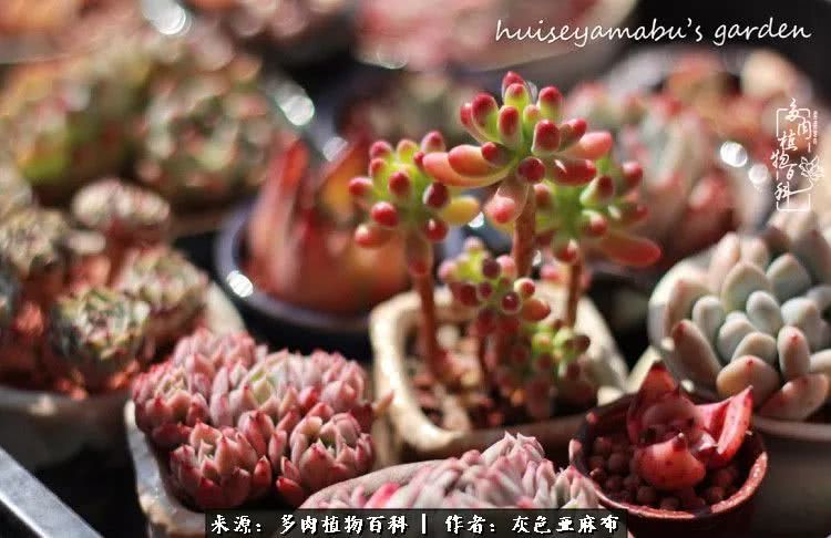 许我向你看,许我向你看演唱