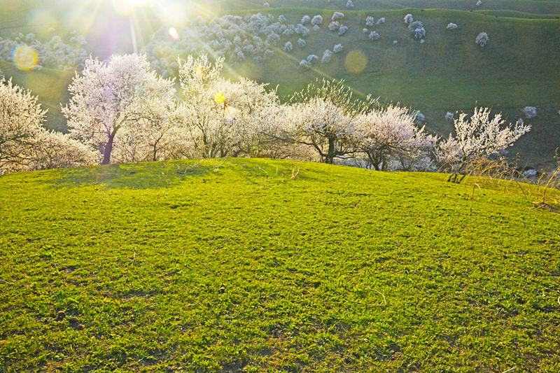 奥拉西奥基罗加,奥拉西奥基罗加父与子