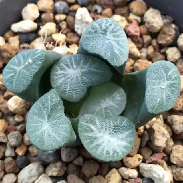 天价名贵药材,最贵的植物排行榜前十名