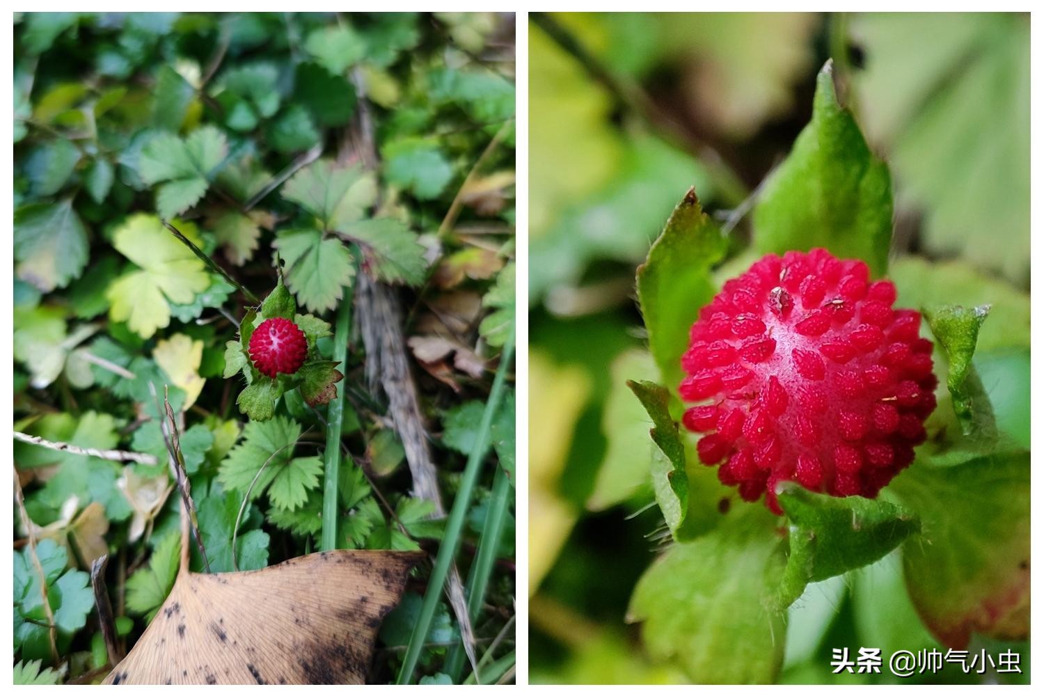 小米11优缺点评测视频,小米11用起来感觉怎么样