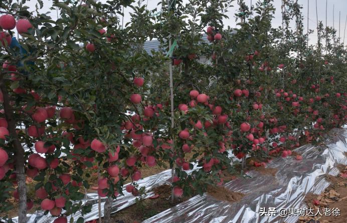 苹果矮化栽培管理,苹果矮化栽培的原理