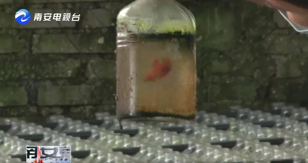 90后小伙的“斗鱼”梦:泰国斗鱼从南安“游”到全国各地!