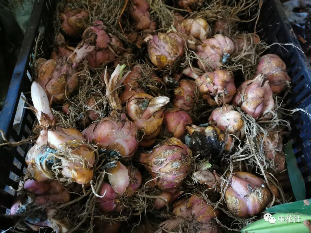 百合种球“*私走**”案引发蝴蝶效应,业内:这只是刚开始