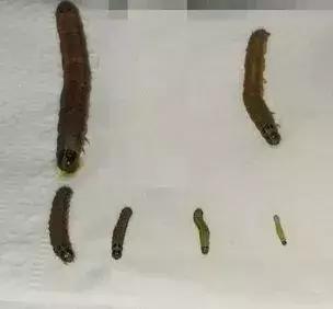 农业防治害虫的方法有哪些,农业对害虫的防治方法