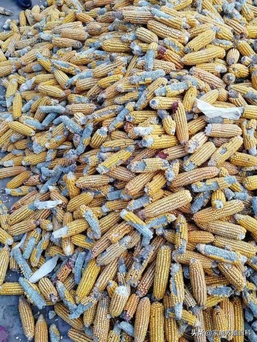 蛋鸡易发病的诊治,蛋鸡霉菌的种类