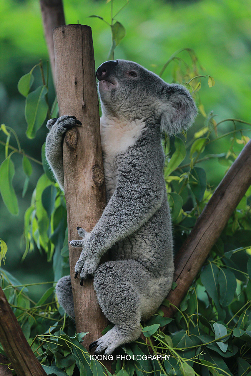 济南野生动物园门票2020年9月,2022年乌鲁木齐野生动物园门票