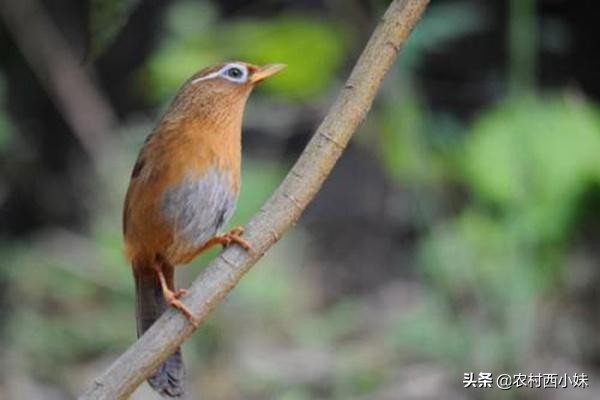 如何防止鸟撞笼呢,怎样防止鸟笼子的羽毛乱飞