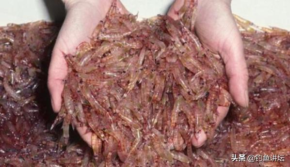 鲤鱼最爱吃三种饵料品牌,鲤鱼最爱的食物排行榜