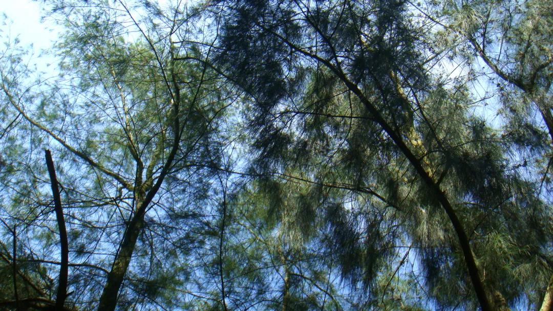 这种植物花不是花,果不是果,但还挺好吃