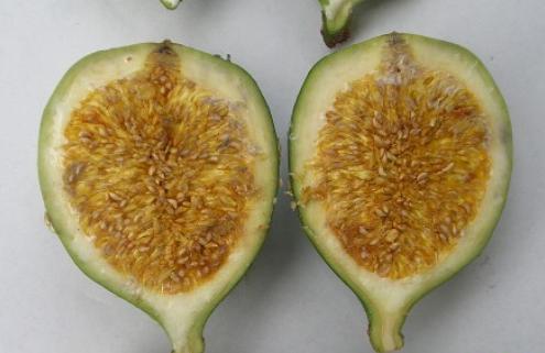 一起来看水果传——爱玉子,可可,嘟柿,你都见过吗?