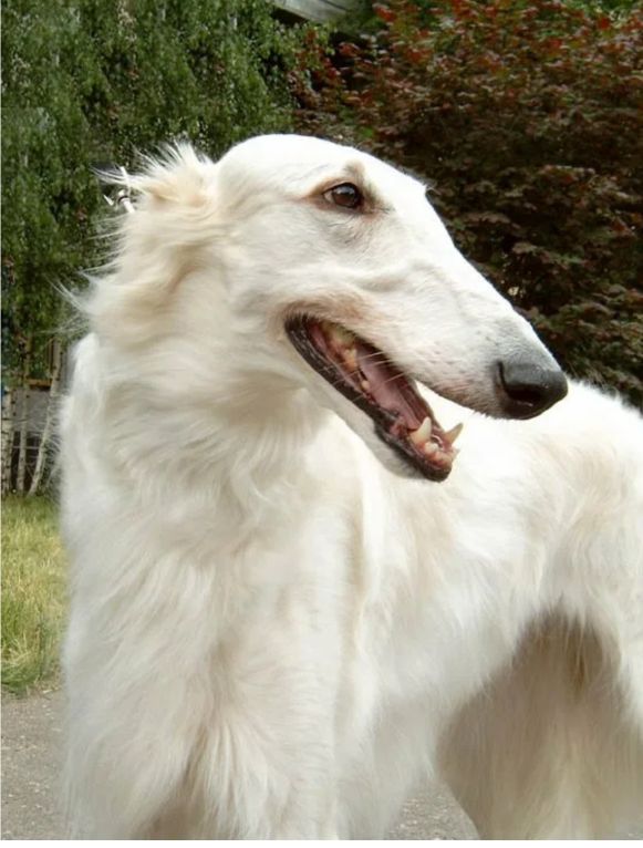 俄罗斯猎狼犬打斗,俄罗斯猎狼犬捕狼视频