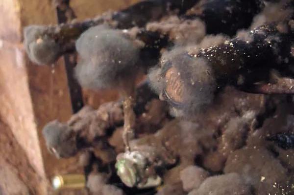 酒塞发霉喝什么好,酒塞掉到酒里还能喝吗