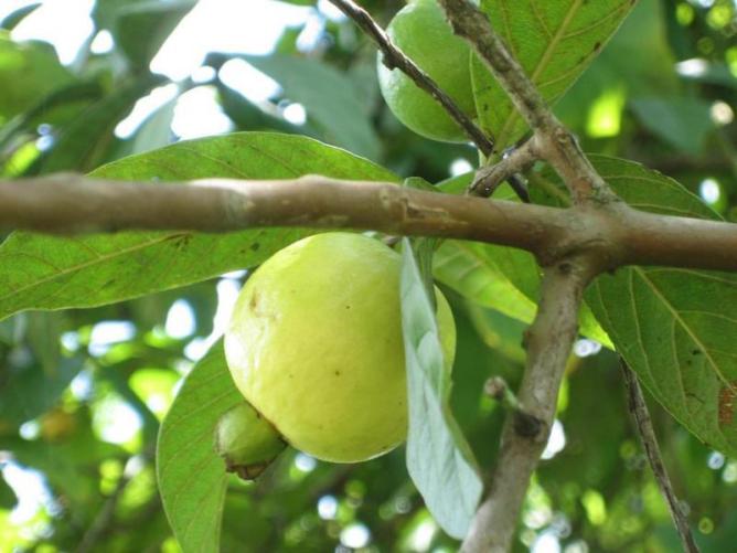 宅家生活有点无趣？来点番石榴补充维C