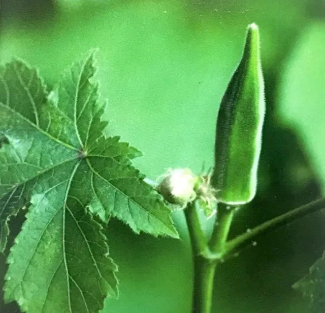 怎么在地里种秋葵,秋葵怎么种植在阳台上