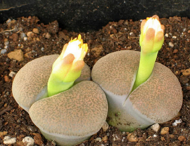 养生石花需要肥料吗,养生石花的养殖方法