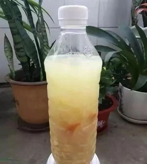 绿萝忘浇水黄叶怎么治疗让它变绿,绿萝文竹总发黄1招让它绿油油