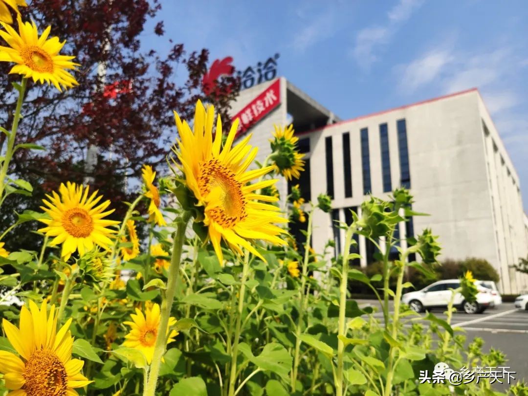 洽洽食品发展的优势与劣势,洽洽食品加工厂