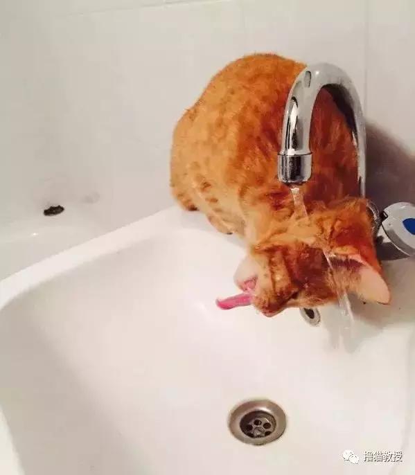 猫咪能明白人在哭吗,猫咪长大了一点为什么还总是叫